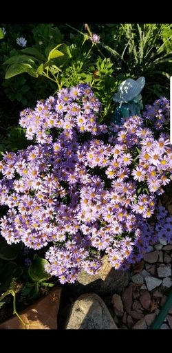 Perennial so beautiful flowers in the pots