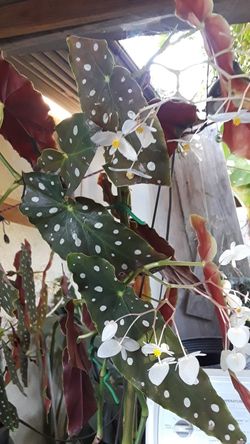 Blomming Begonia Maculata