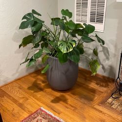 3 Monstera Plants With Pots and Stands