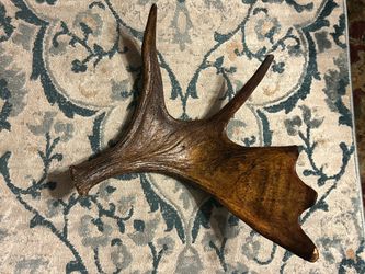Moose Antler/Paddler