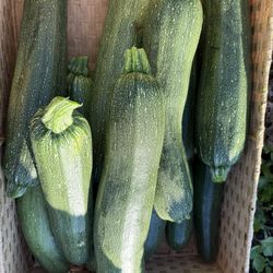 Farm Fresh Organic Zucchini 