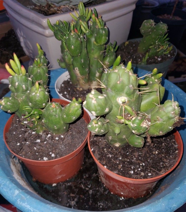 Gumbi Opuntia Cactus Succulent