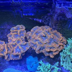 Mush room rock decoration aquarium