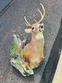 Whitetail Deer Taxidermy Mount with Driftwood Base