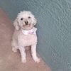 Dolly