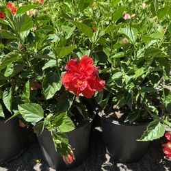 Hibiscus Double Red Bush & Double Peach Bush In 3 gls Pot. SPECIAL PRICE🤩