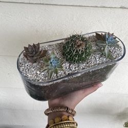 cactus/succulent arrangement 