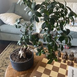 2 Ft Tall Bonsai Tree Real Plant