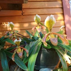 Orquidea De Zapatito