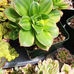 Variegated Aeoniums Cluster Pick Up In Upland 