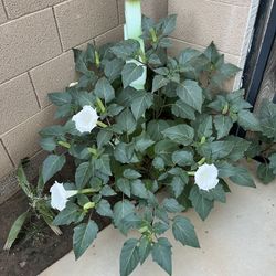  $10 Fire Stick, $5 White Trumpet, $5 Elephant or Jade 