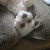 Vee