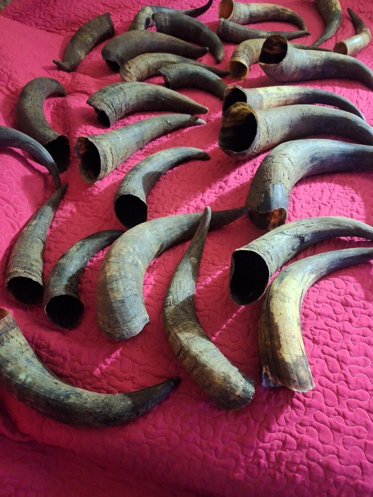 Antique Horns, 27 Of Them. PRICE NEGOTIABLE