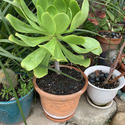 Succulent In  Decorative Medium Clay Pot. 
