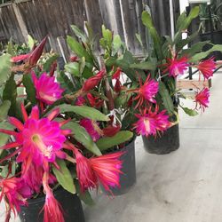 Epiphyllum orchid cactus