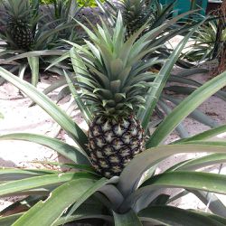 Pineapple Plant 