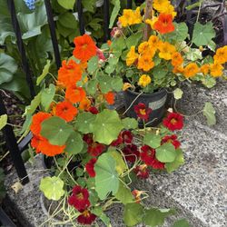 Nasturtium Plants Blooming In Pots Vibrant Colors 