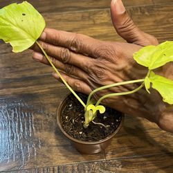 Philodendron Warscewiczii Plant Cutting  (pls Read Description Below)
