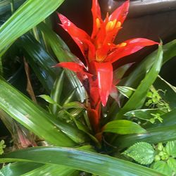 Bromeliad Live Plant Available 