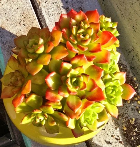 Succulent Plants Korean Imported With Pot Pick Up In Upland