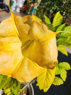 Angel Trumpet Plant Large Pot