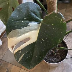 Monstera thai