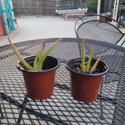 Aloe Vera alive plants