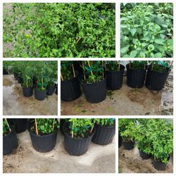 Chiles Del Monte 3gallones 2ft Tal Bushes