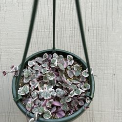 6â Variegated String Of Hearts