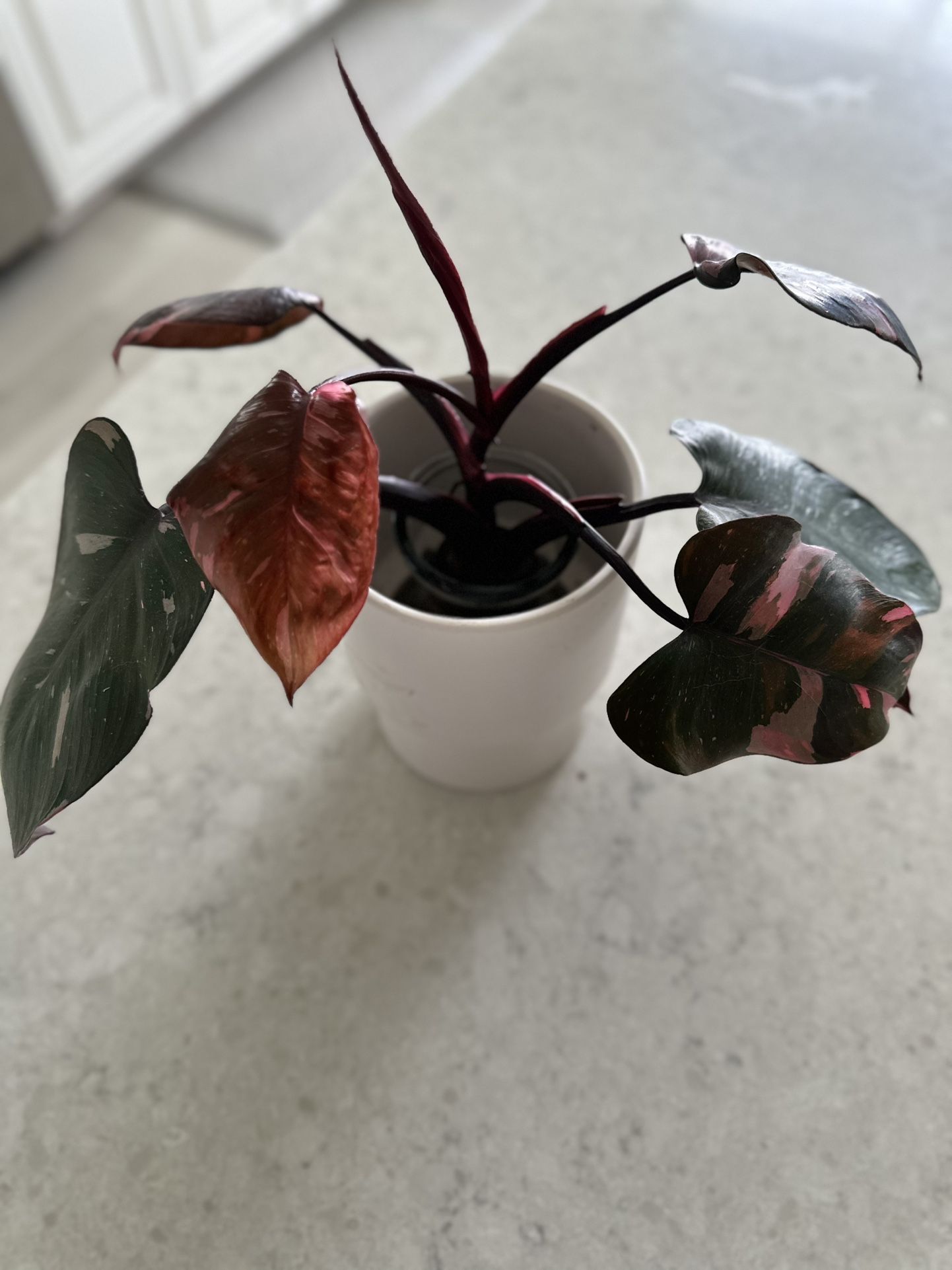 Plant Sale 🪴 Starting At $3 ~ Apopka 32703