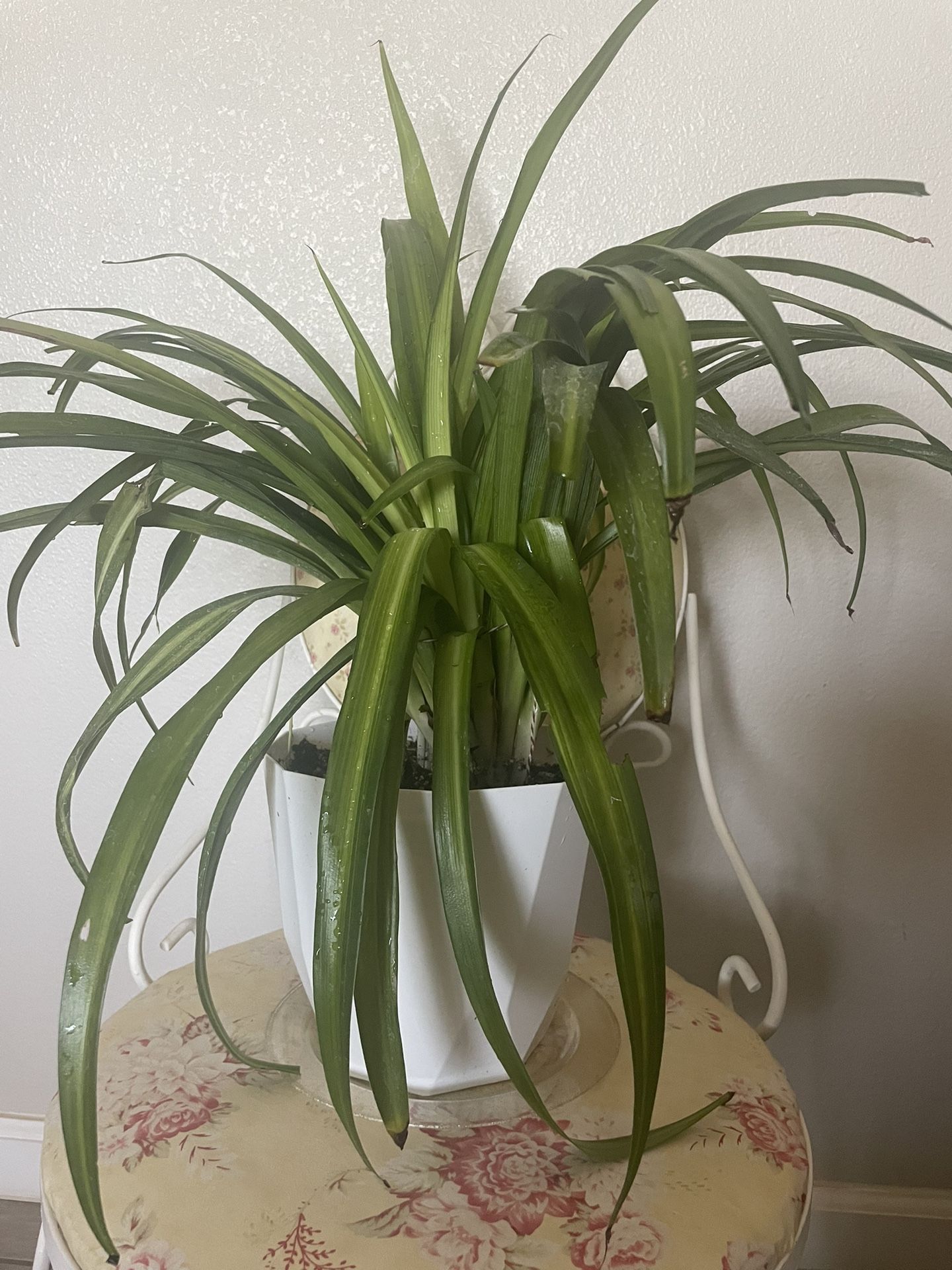SPIDER Natural Plant