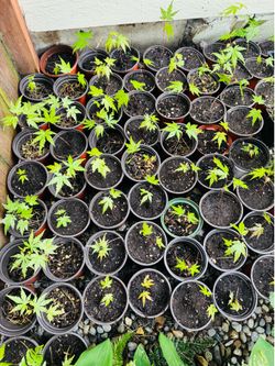 Japanese Maple starts
