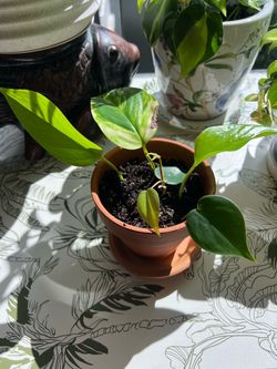 Potted pothos