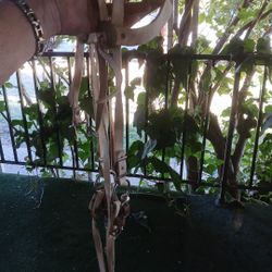 Bridle