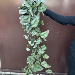 6” Scindapsus Exótica 5 Feet Long