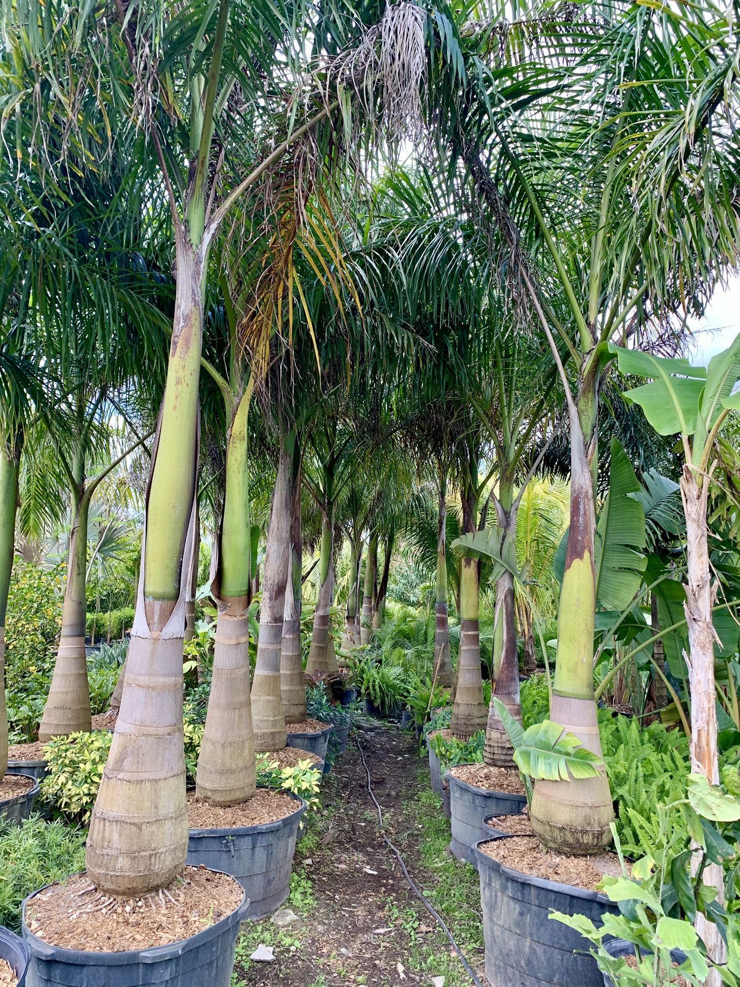 Royal Palm