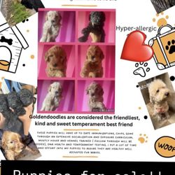 Full Breed Goldendoodles 