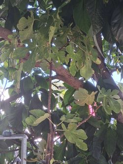 Fig tree