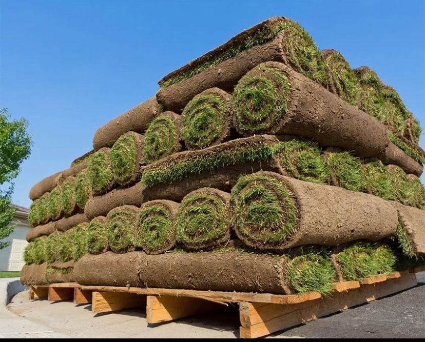 Tall Fescue Sod