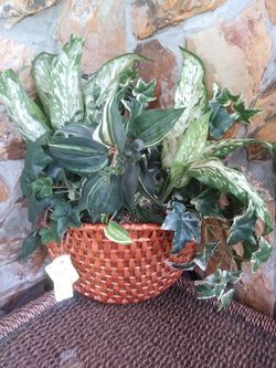 Silk Greens in a Wall Basket