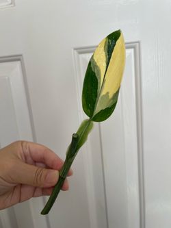 Monstera Albo Standleyana plant CUTTING