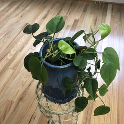 Philodendron, In a beautiful ceramic pot
