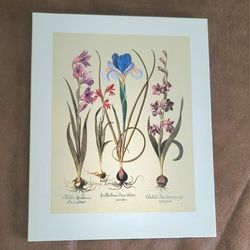 Botanical print titled "Iris Bulbosa" by Basilius Besler, which is part of his landmark work Hortus Eystettensis. 