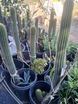 Cactus tall with fruits 15 gallon