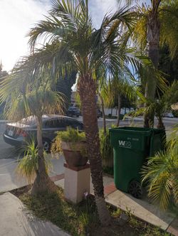 Pygmy Date Palm Trees For Sale