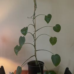 Swiss Cheese plants (Monstera)