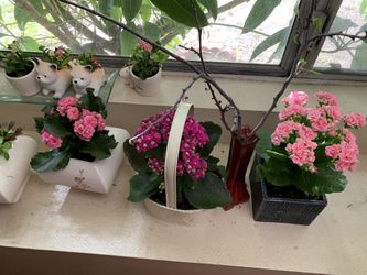 Flowers
