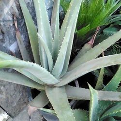 🪴Aloe Vera Plant (Savila)