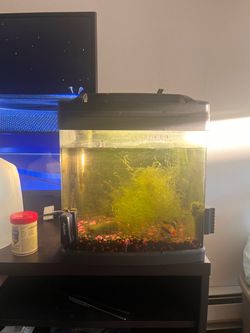 Free fish tank and fish