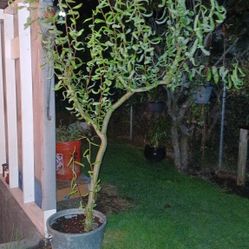 Corkscrew Willow Tree 